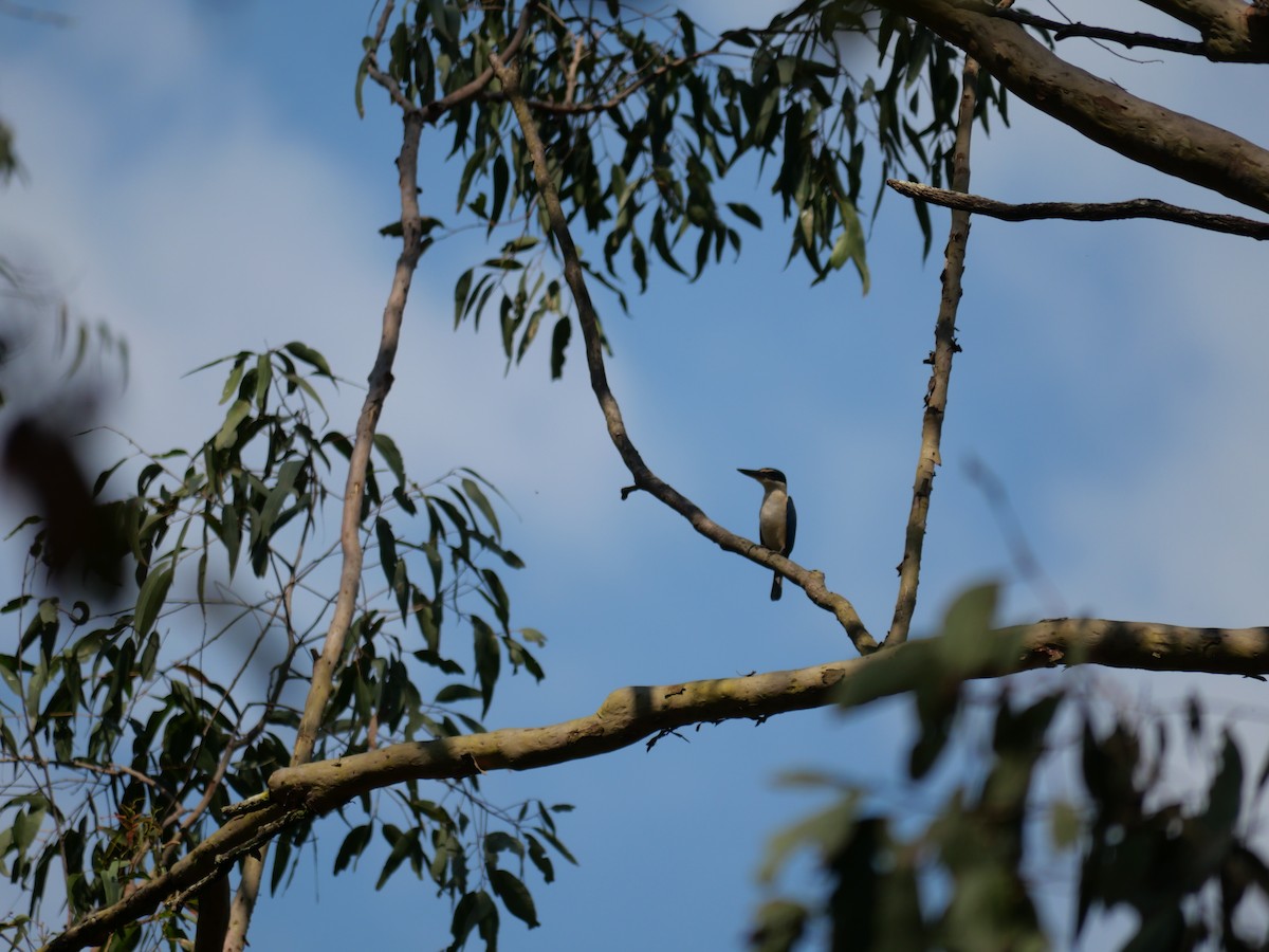 Sacred Kingfisher - ML643218061