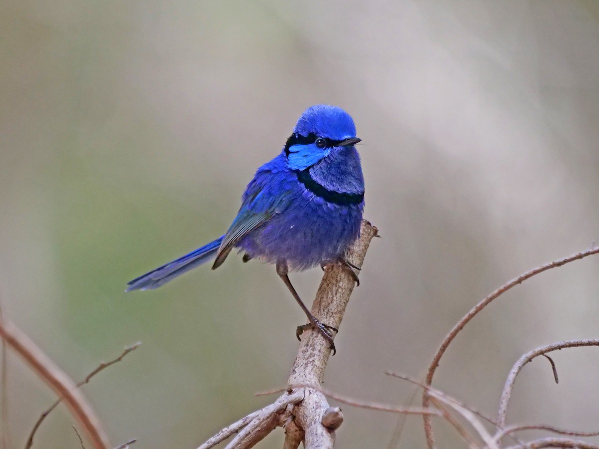 Splendid Fairywren - ML643218068