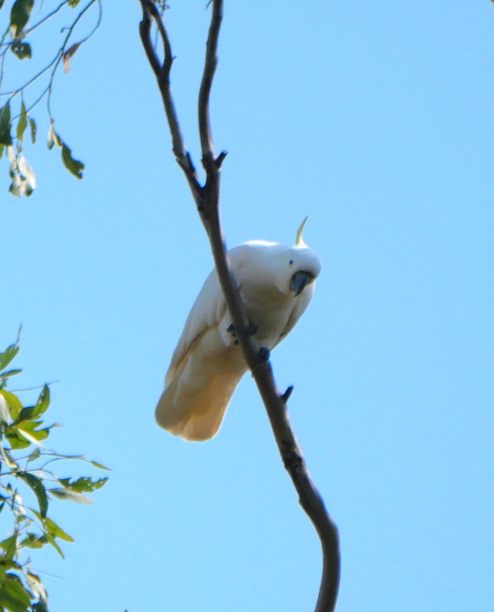Sulphur-crested Cockatoo - ML643218070