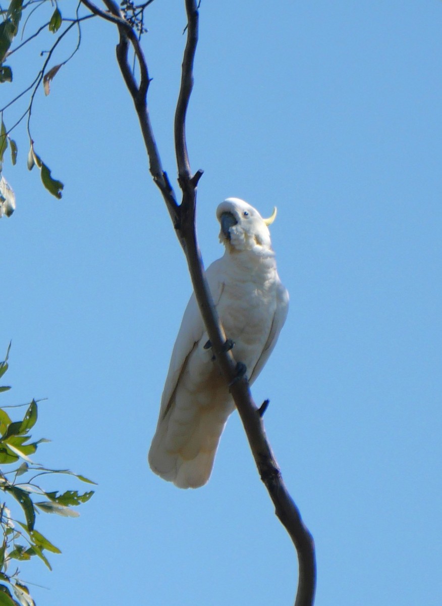 Sulphur-crested Cockatoo - ML643218071