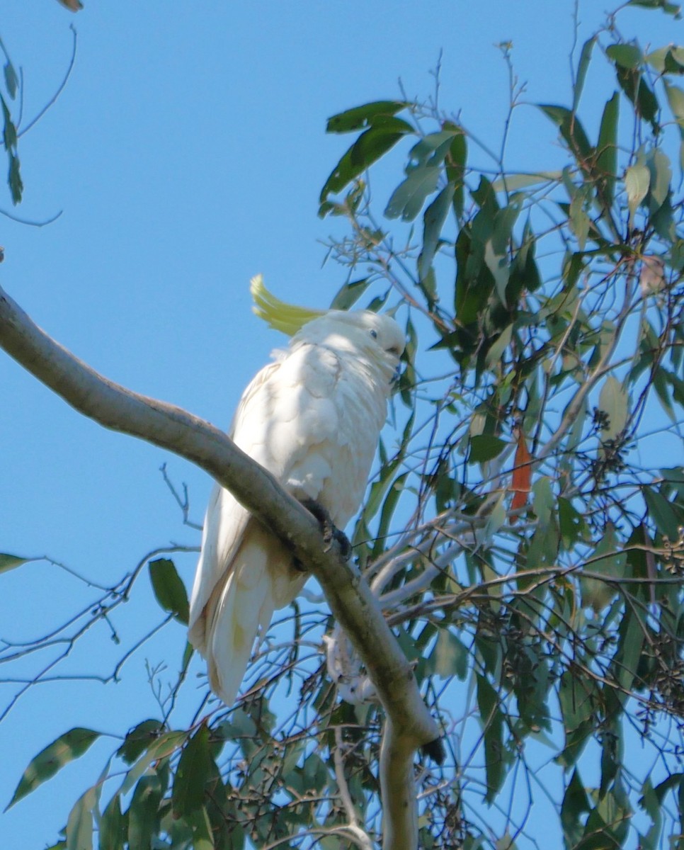 Sulphur-crested Cockatoo - ML643218072