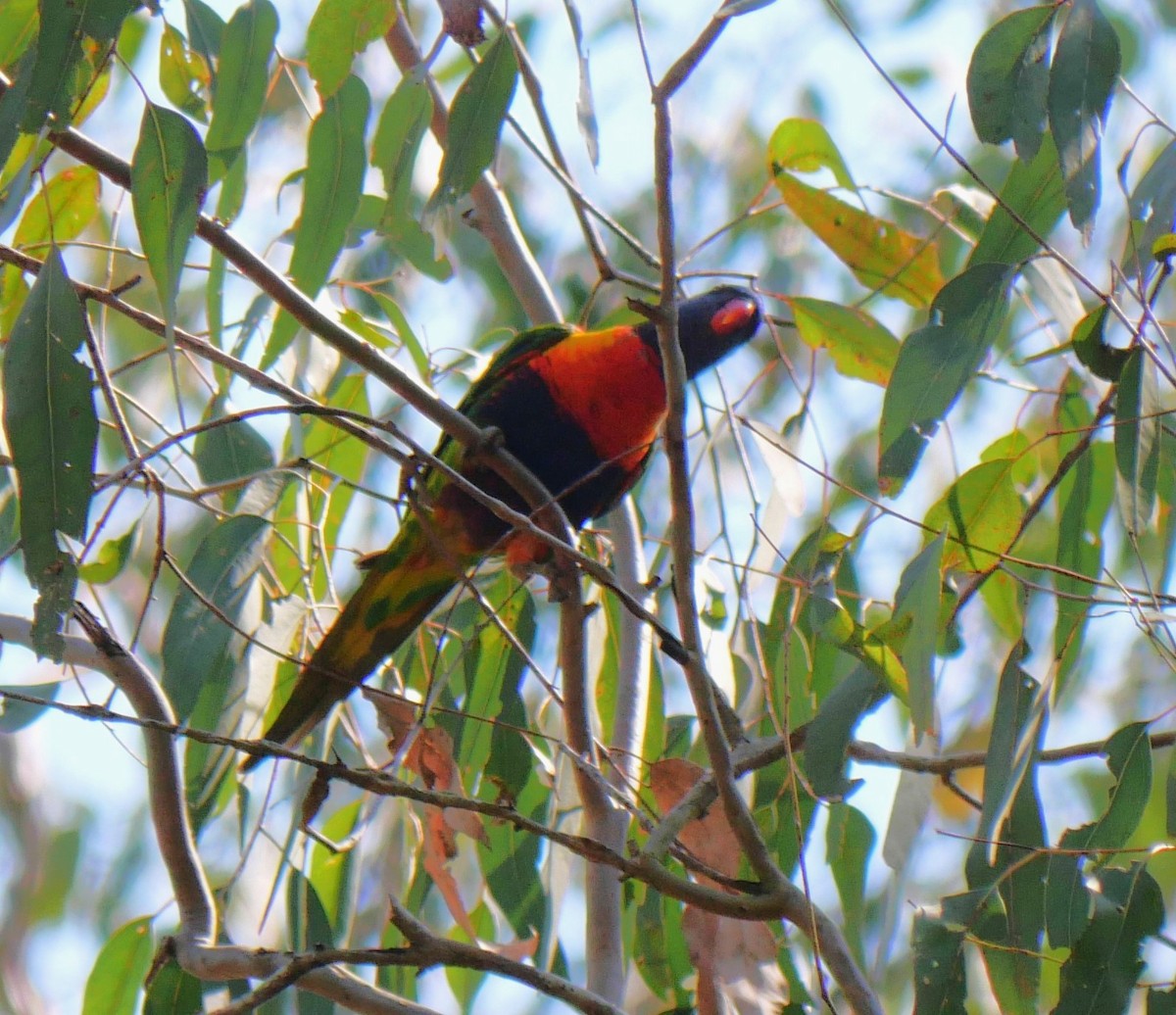 Rainbow Lorikeet - ML643218074