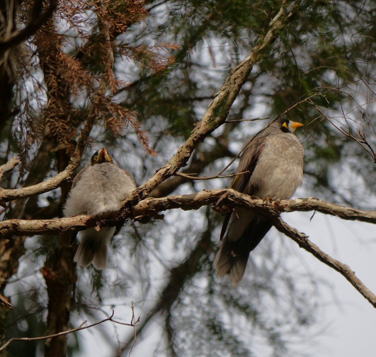 Noisy Miner - ML643218082