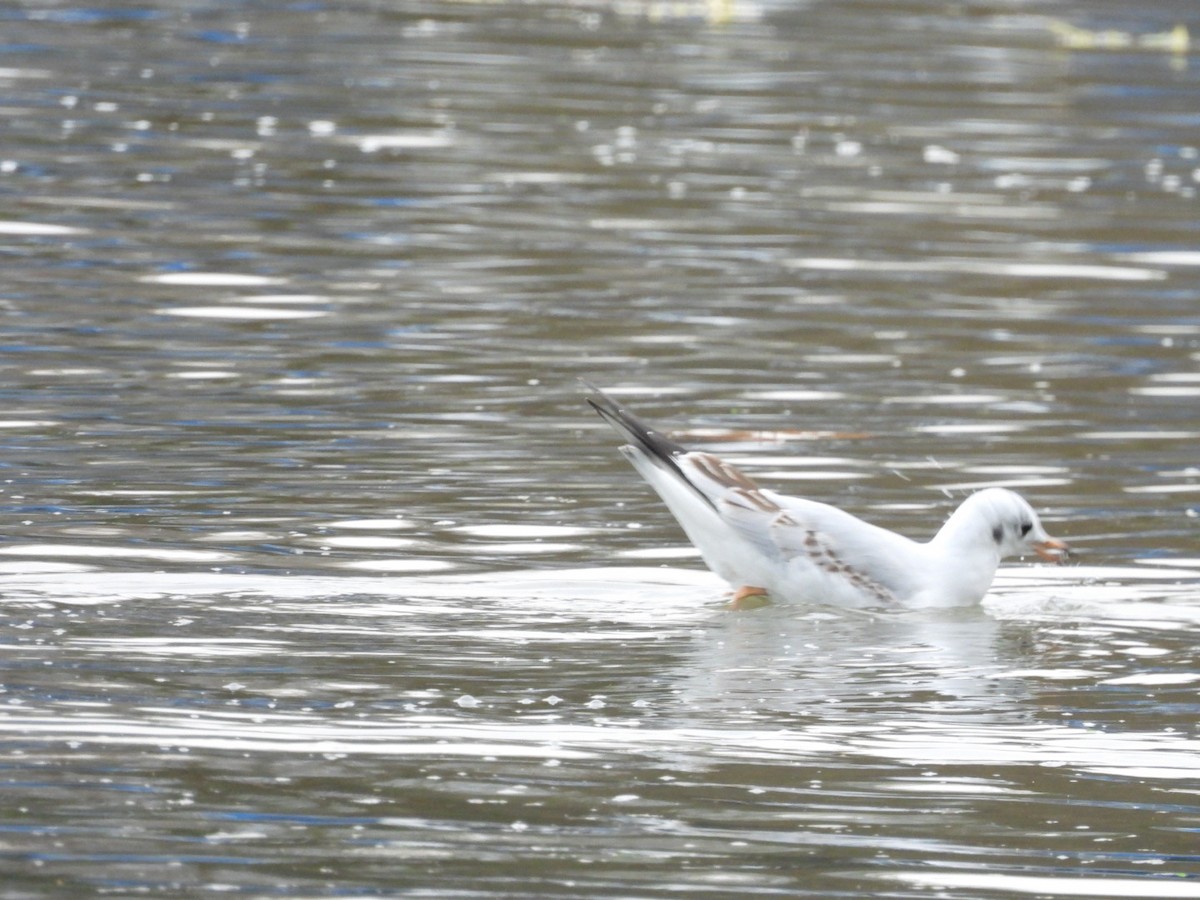 Mouette rieuse - ML643218084