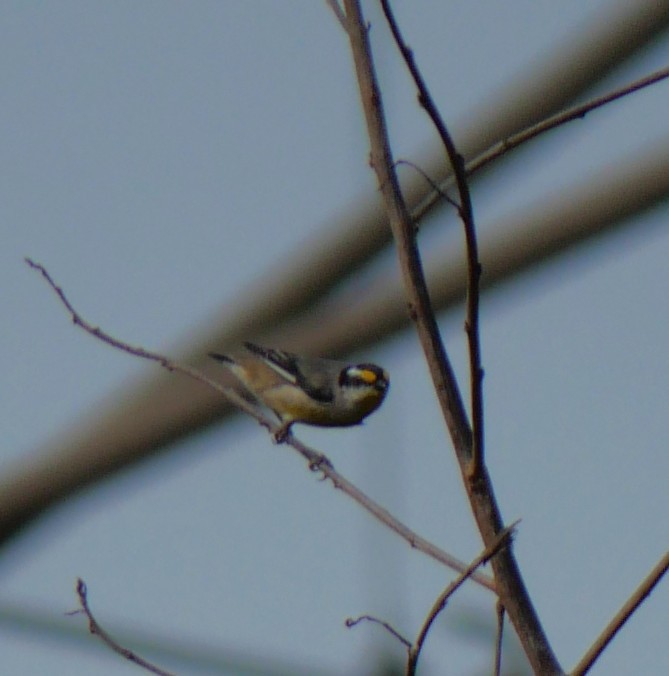 Striated Pardalote - ML643218093