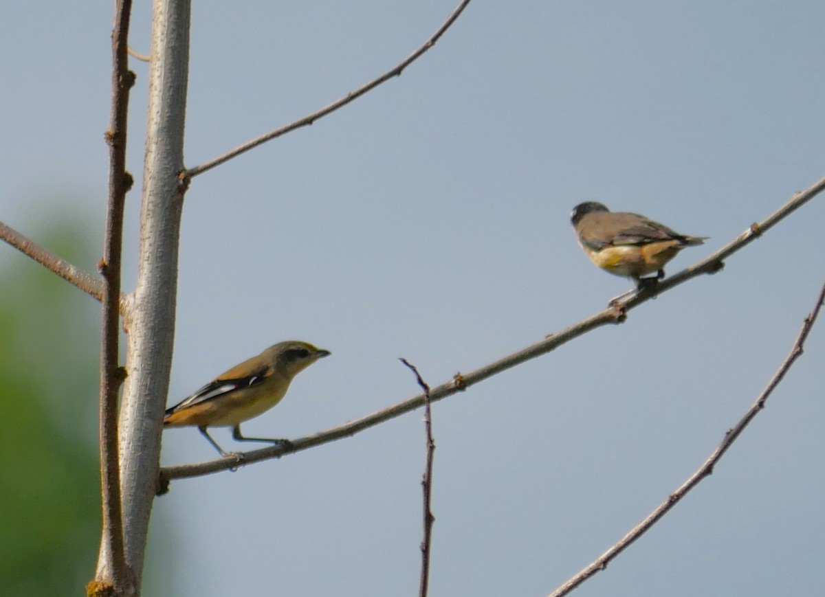 Striated Pardalote - ML643218094