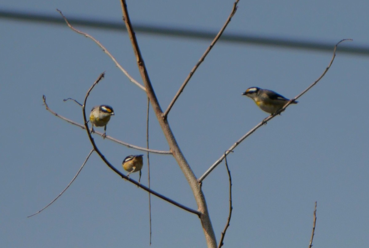 Striated Pardalote - ML643218095