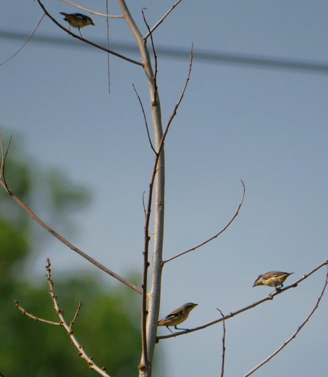 Striated Pardalote - ML643218096
