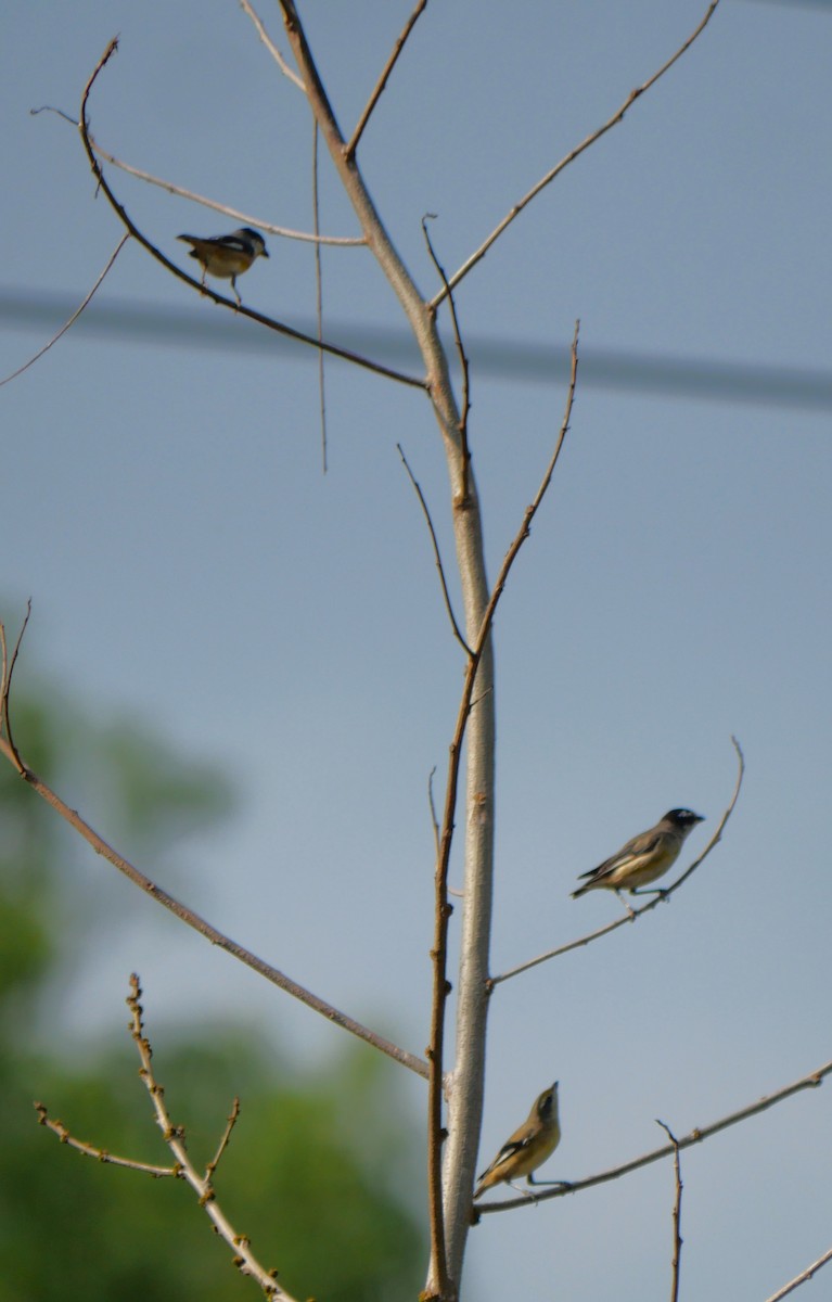 Striated Pardalote - ML643218097