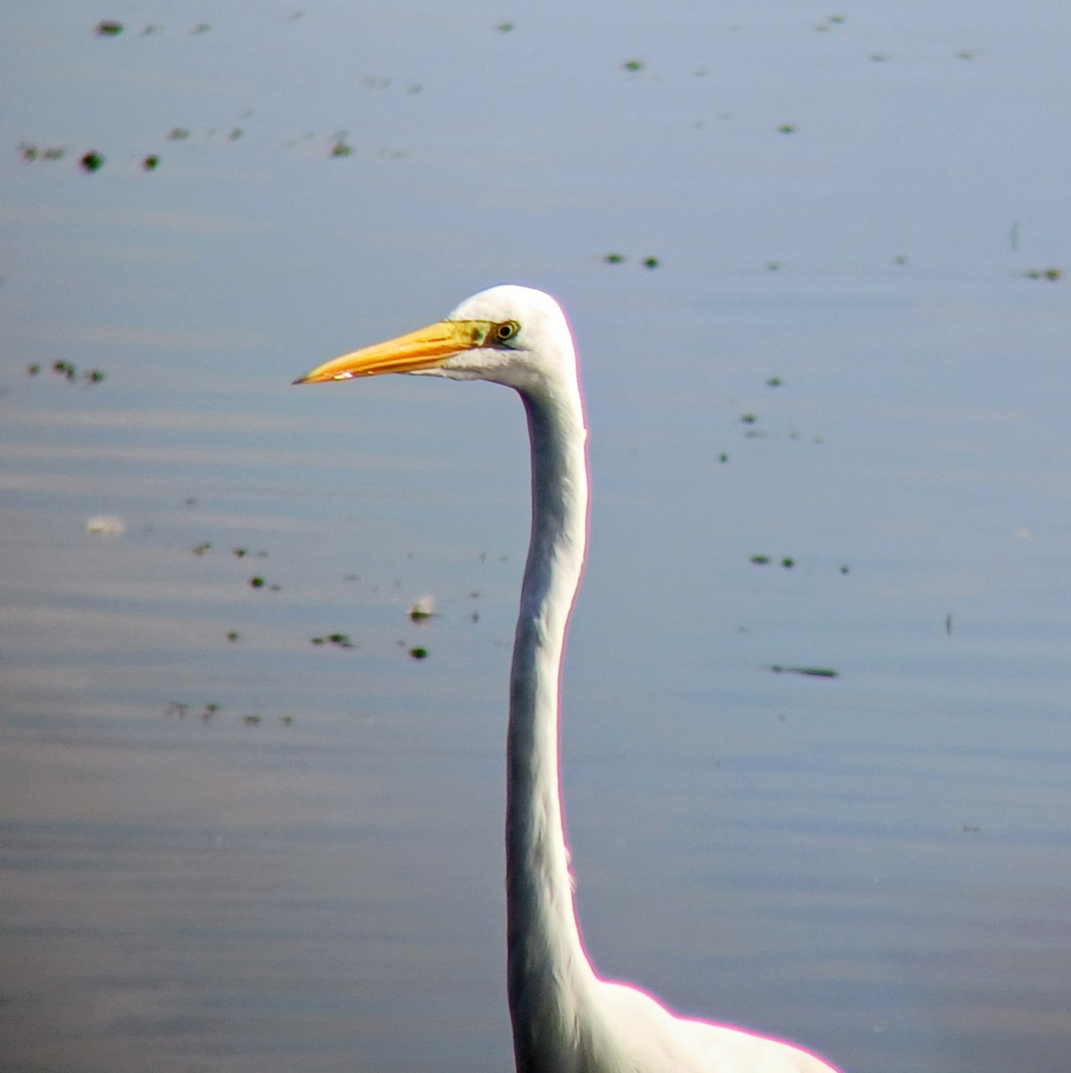 ダイサギ - ML643218099