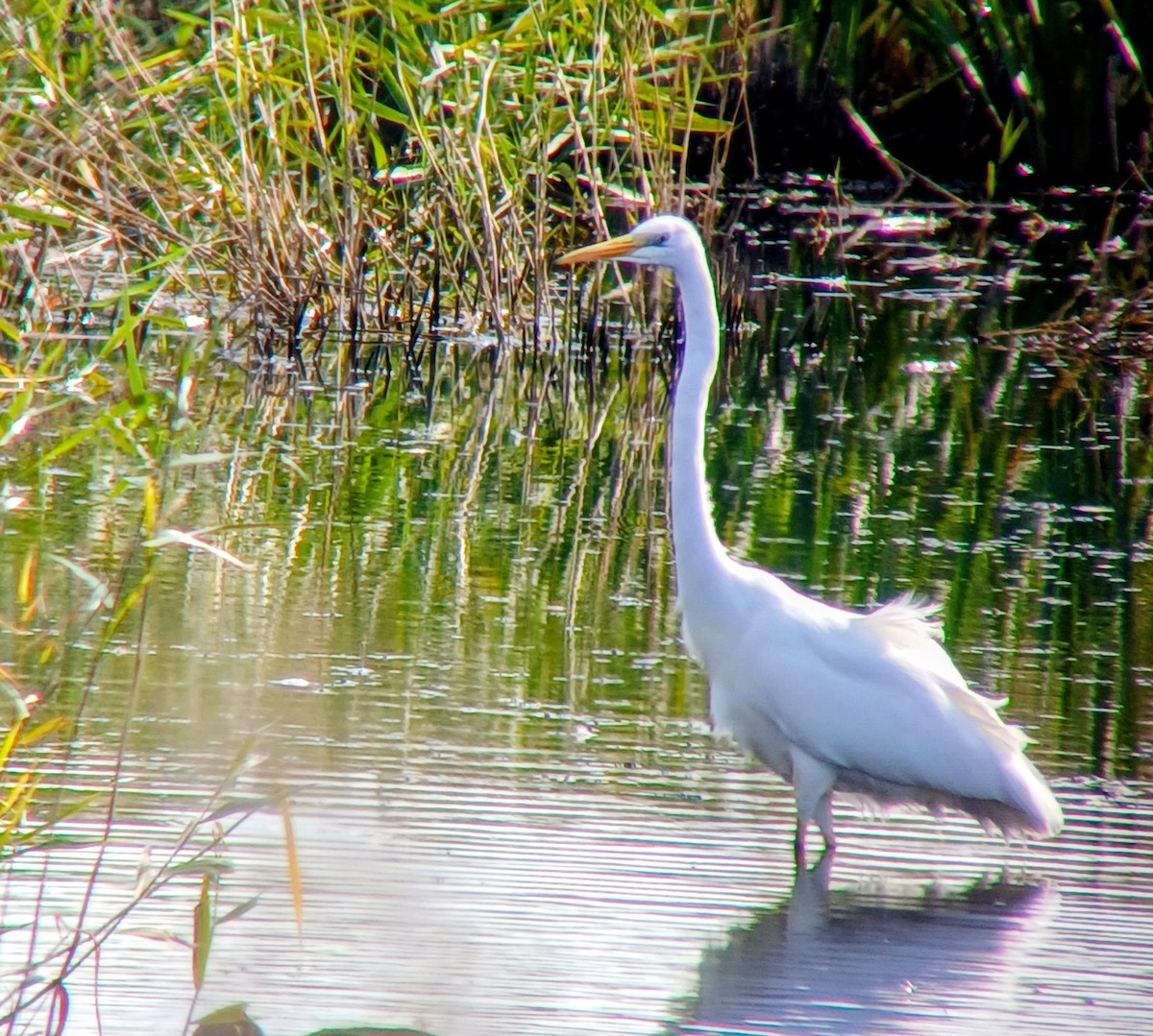ダイサギ - ML643218100