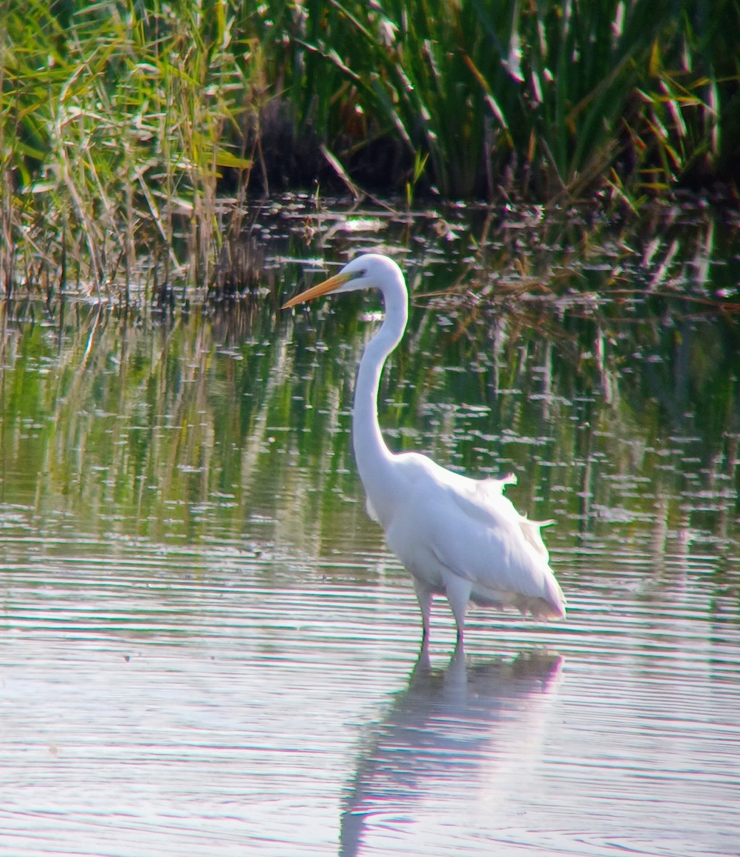 ダイサギ - ML643218101