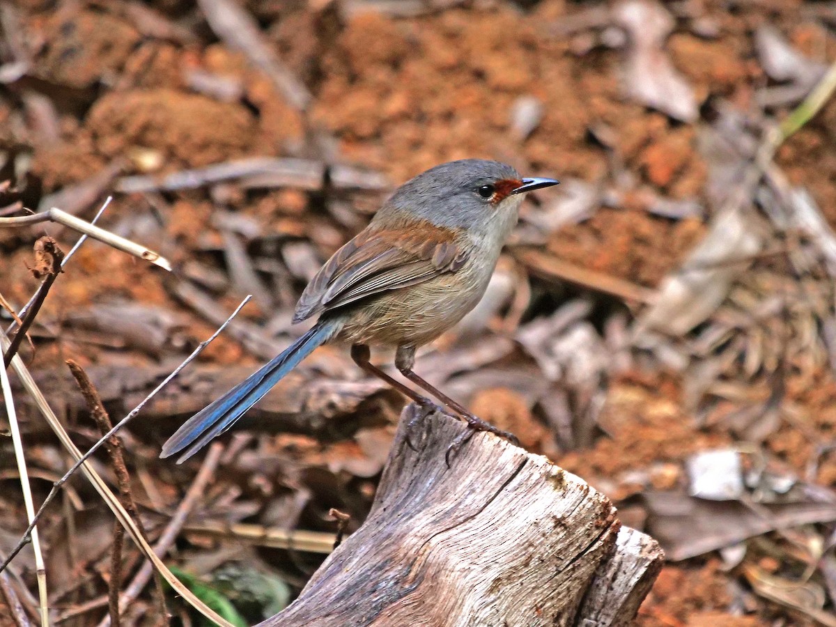 Red-winged Fairywren - ML643218110