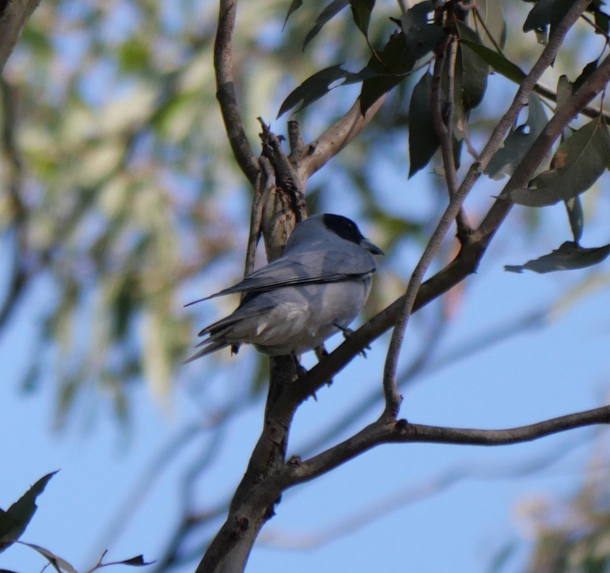 Black-faced Cuckooshrike - ML643218114