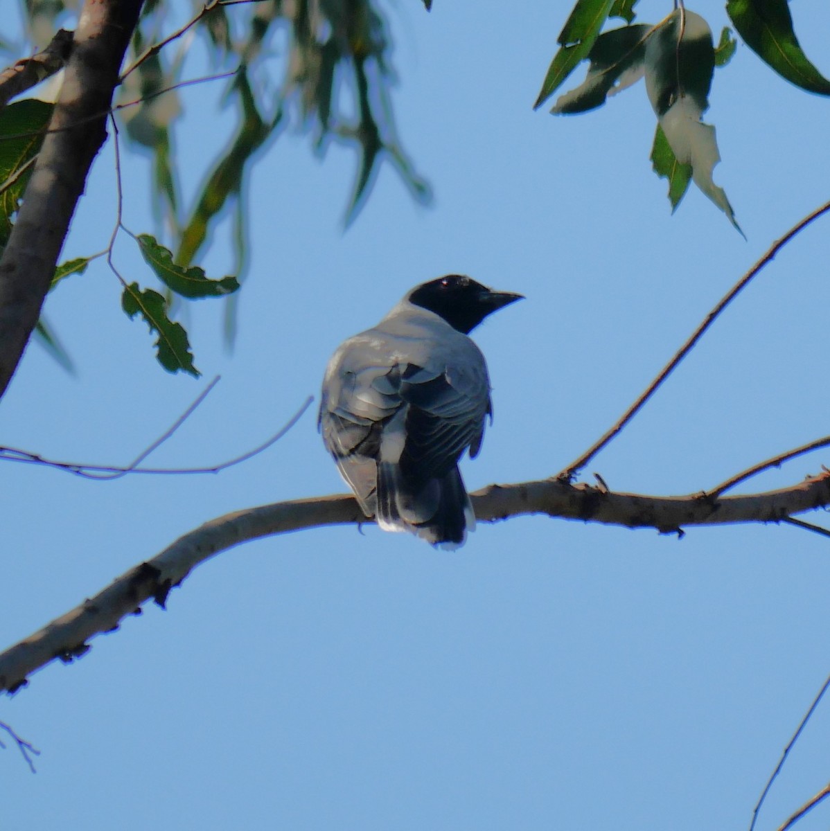 Black-faced Cuckooshrike - ML643218115