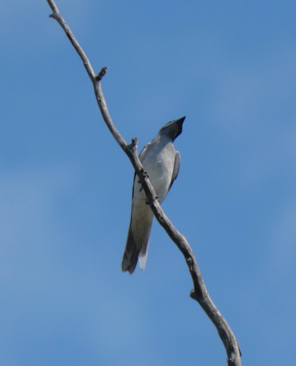 Black-faced Cuckooshrike - ML643218117