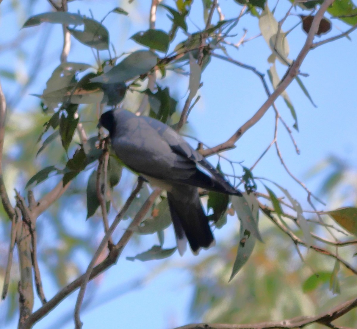 Black-faced Cuckooshrike - ML643218118