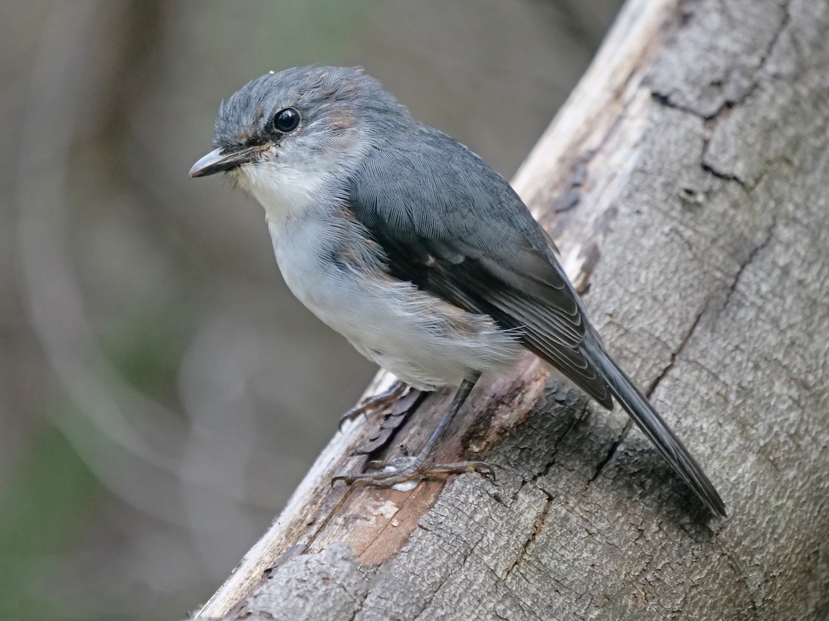 White-breasted Robin - ML643218123