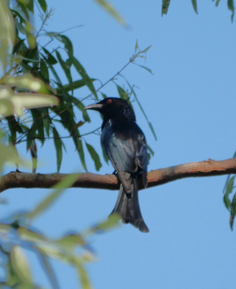 Drongo pailleté - ML643218128