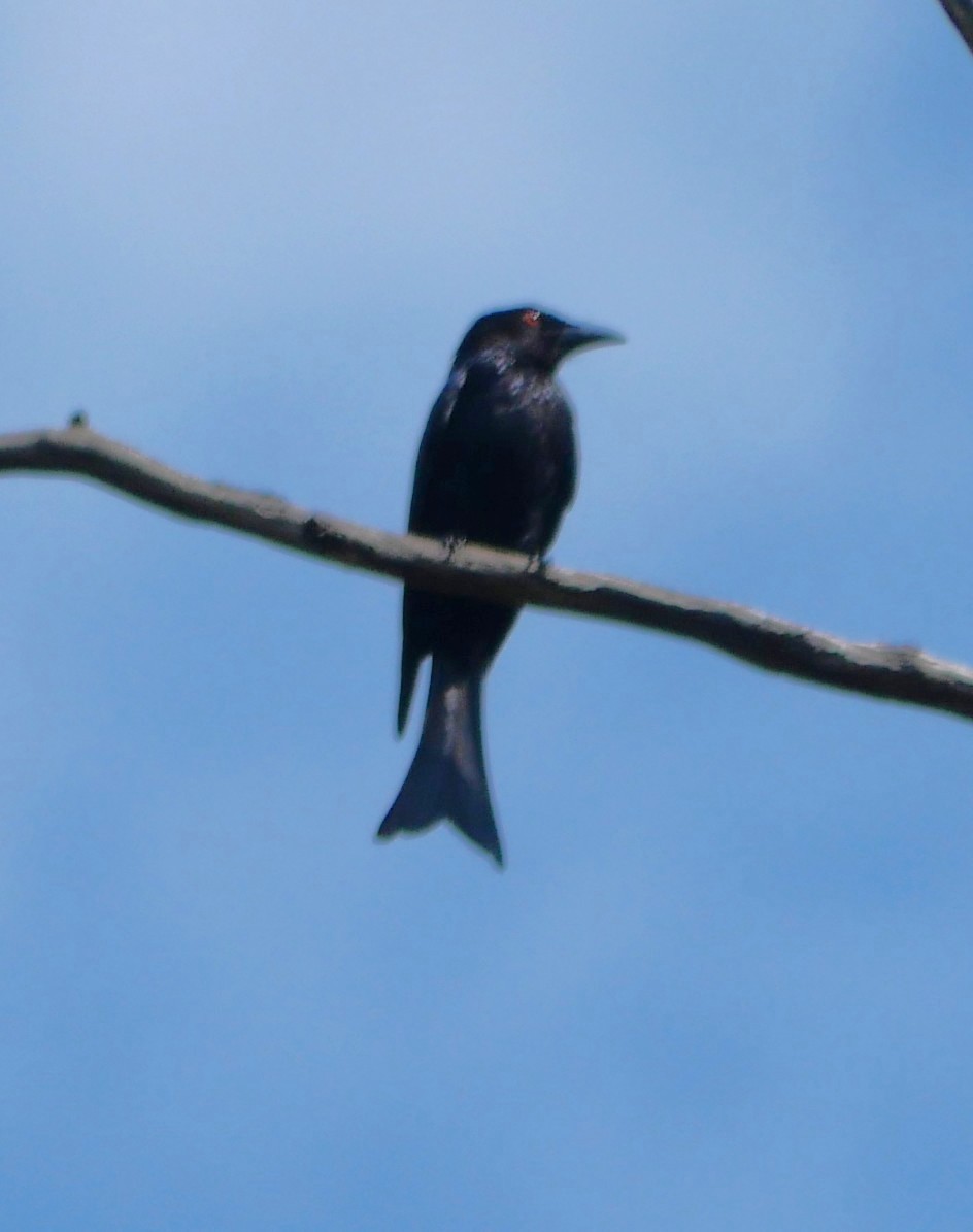 Drongo pailleté - ML643218129