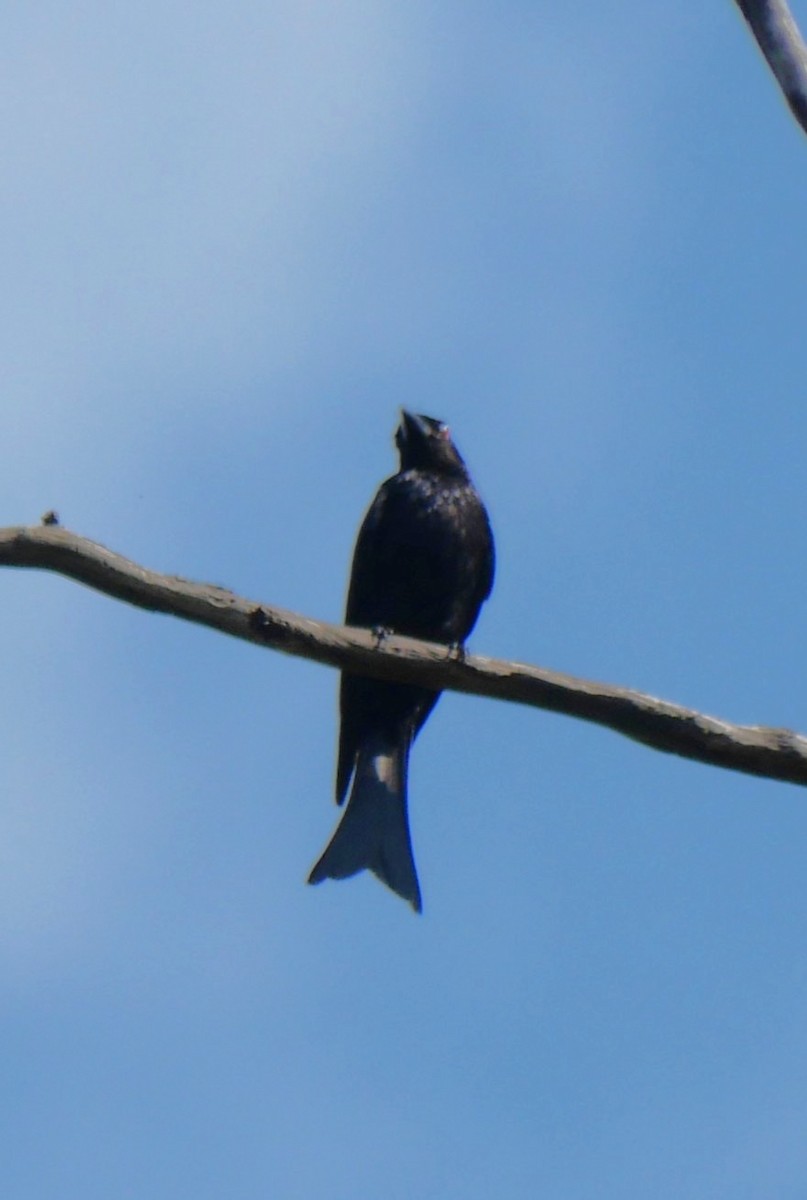 Drongo pailleté - ML643218130