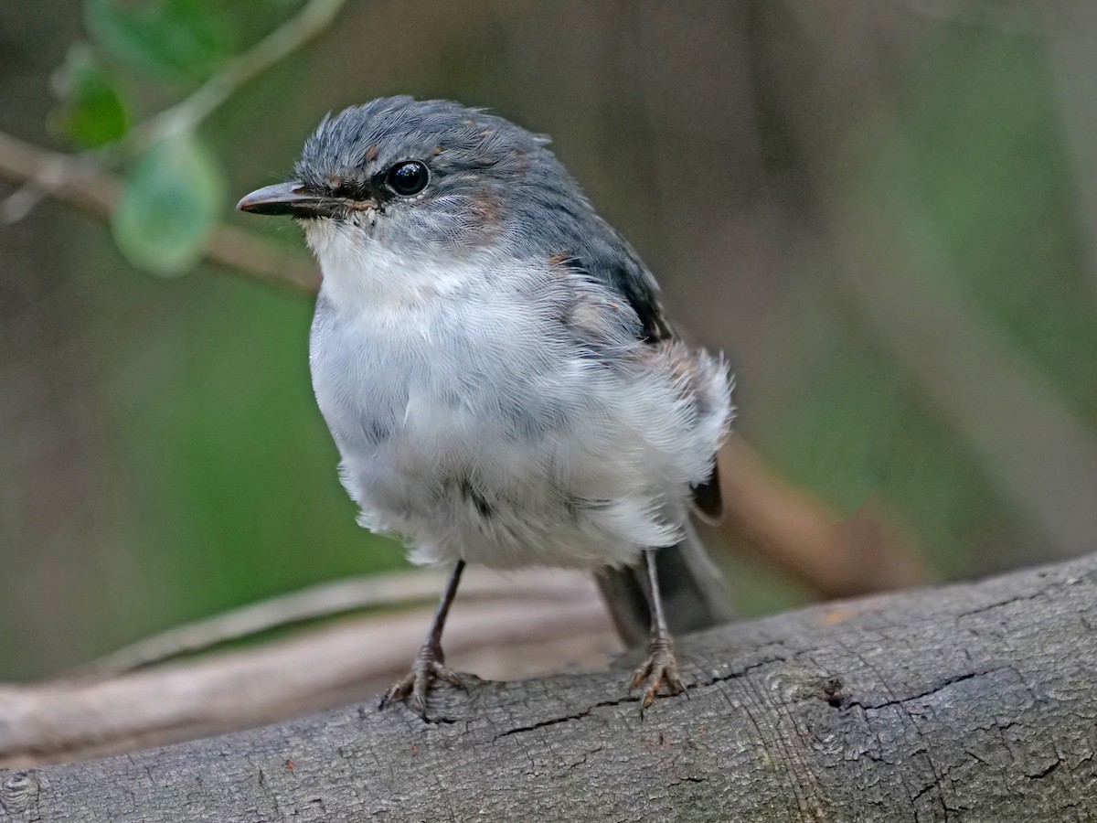 White-breasted Robin - ML643218131