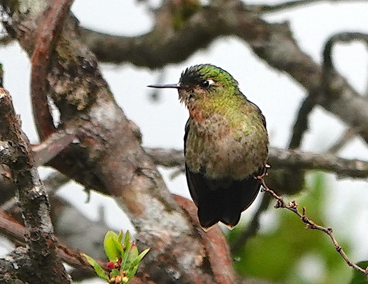 Buff-winged Starfrontlet - ML643218133