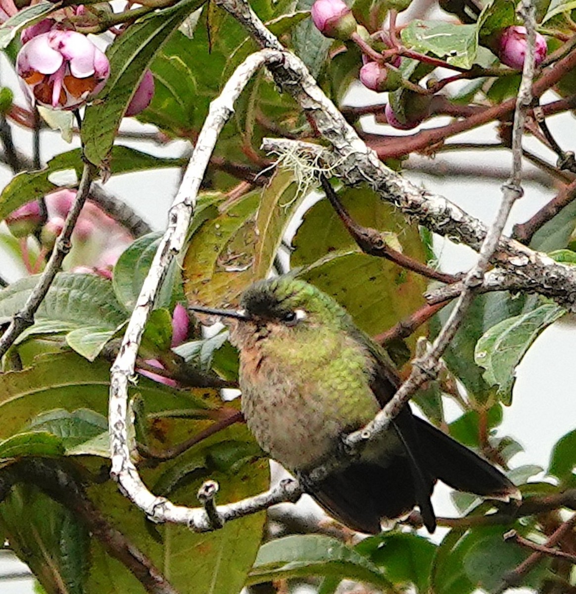 Buff-winged Starfrontlet - ML643218134