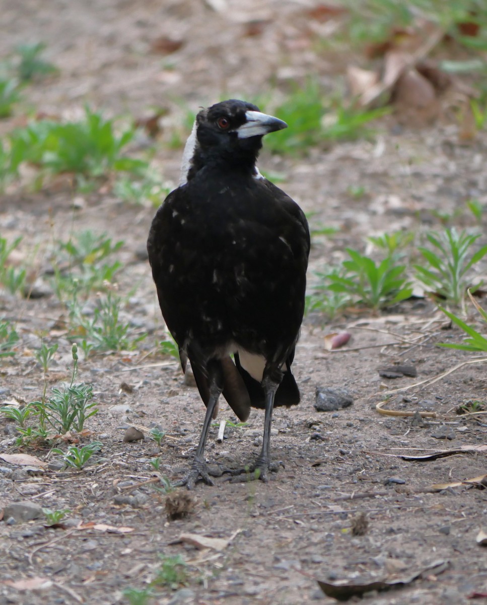 Australian Magpie - ML643218139