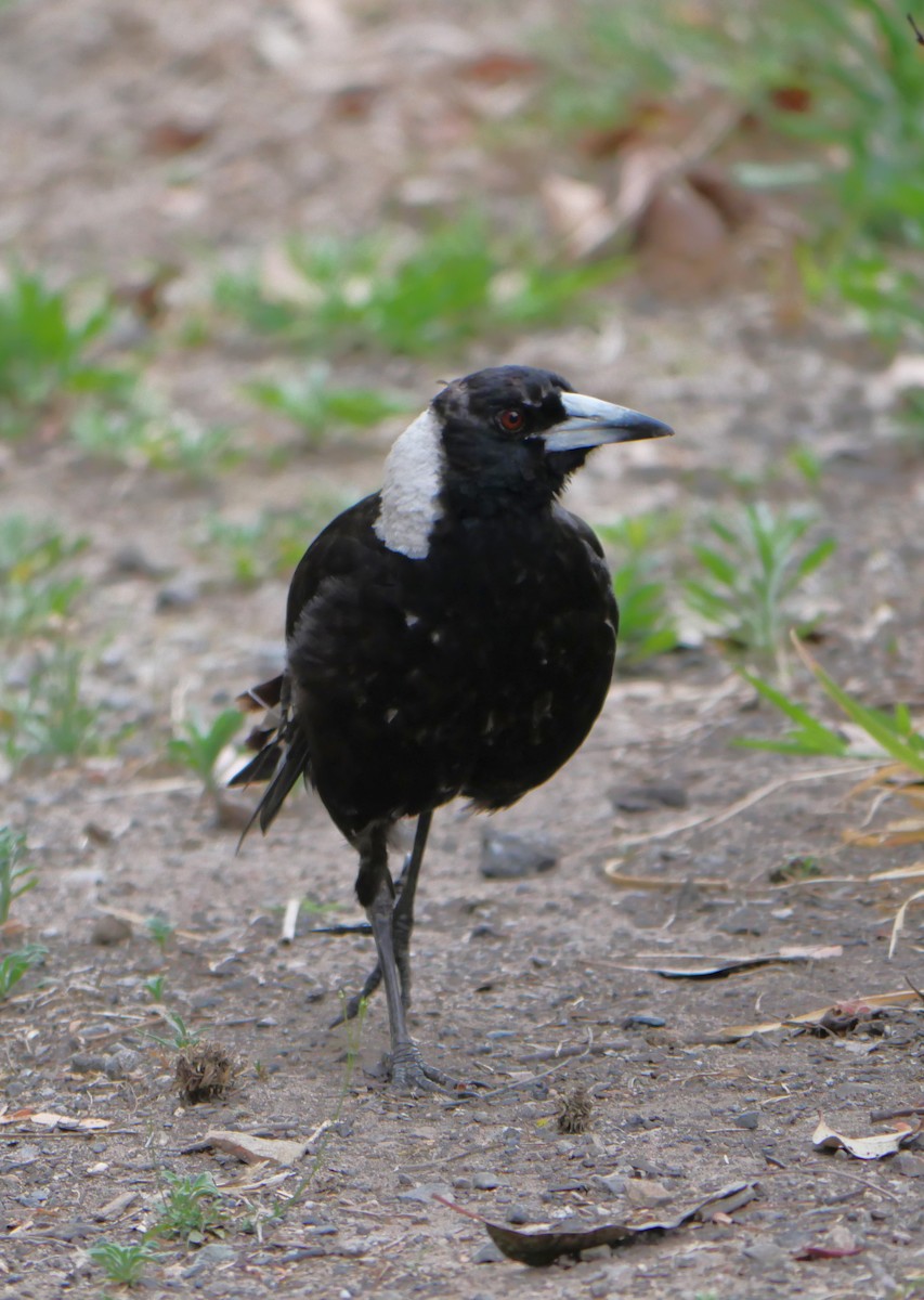 Australian Magpie - ML643218140