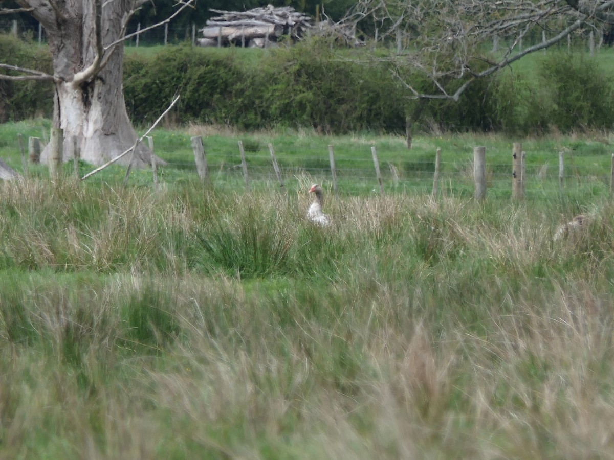 Graylag Goose (Domestic type) - ML643218154
