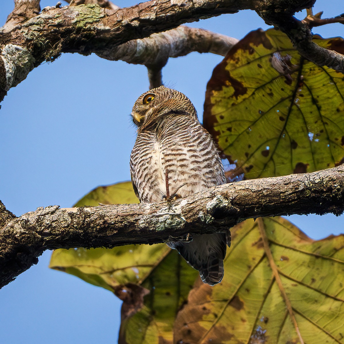 Jungle Owlet - ML643218155