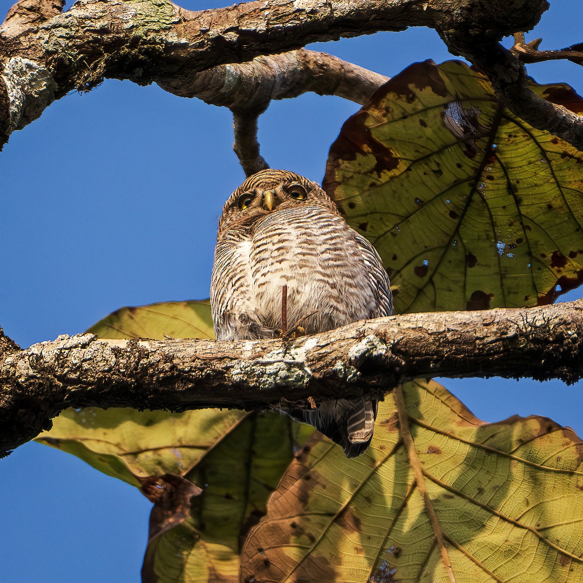 Jungle Owlet - ML643218156