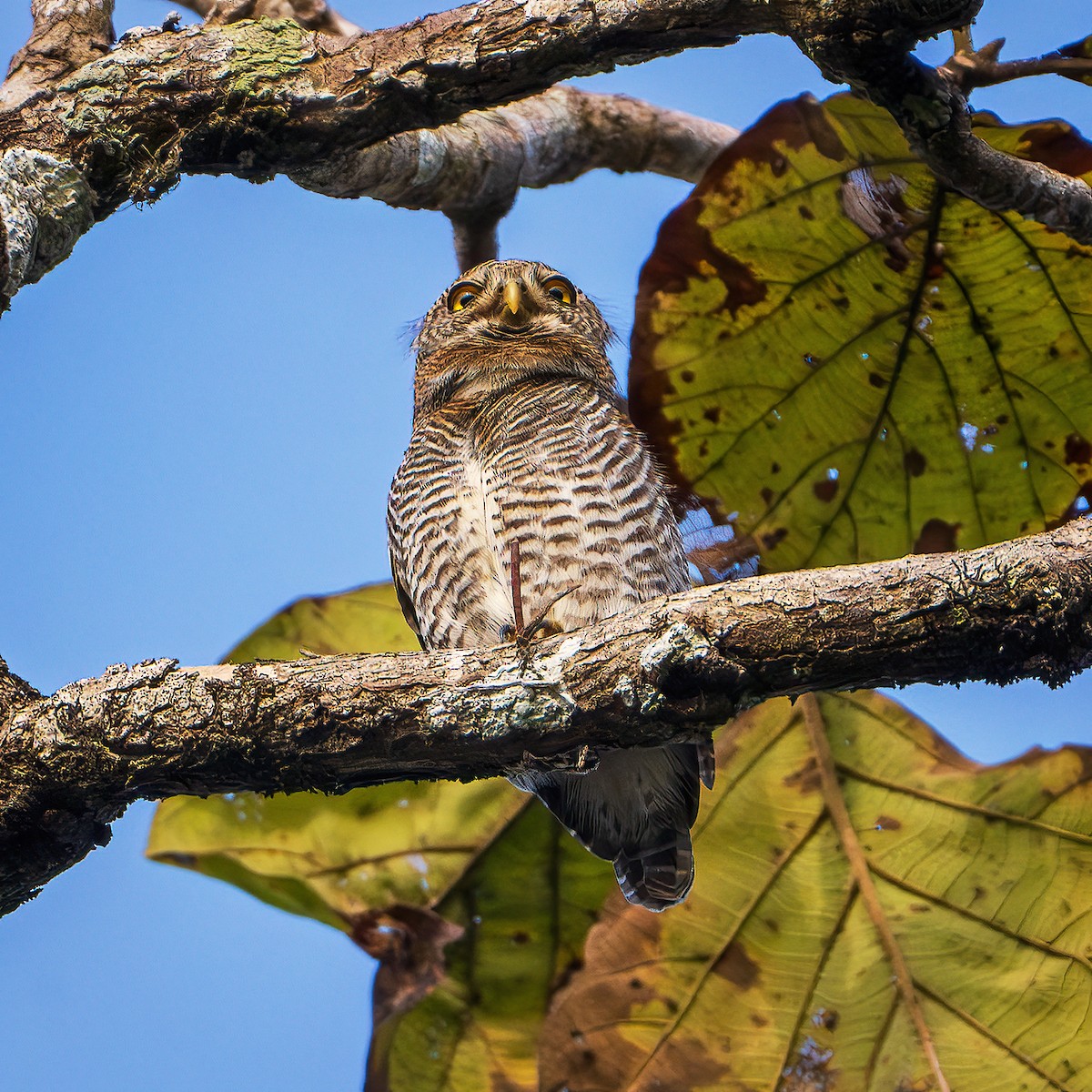 Jungle Owlet - ML643218157