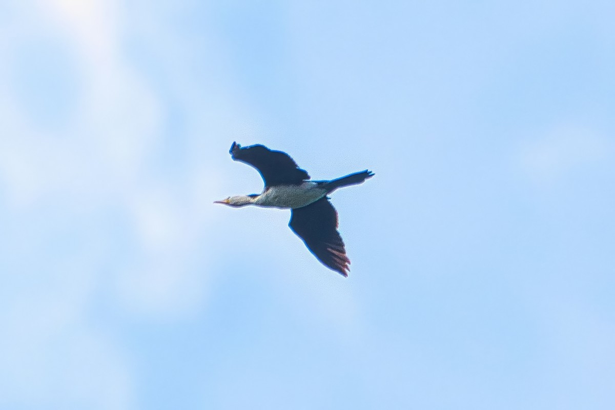 Little Pied Cormorant - ML643218158