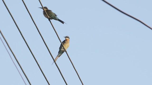 Blue-tailed Bee-eater - ML643218170
