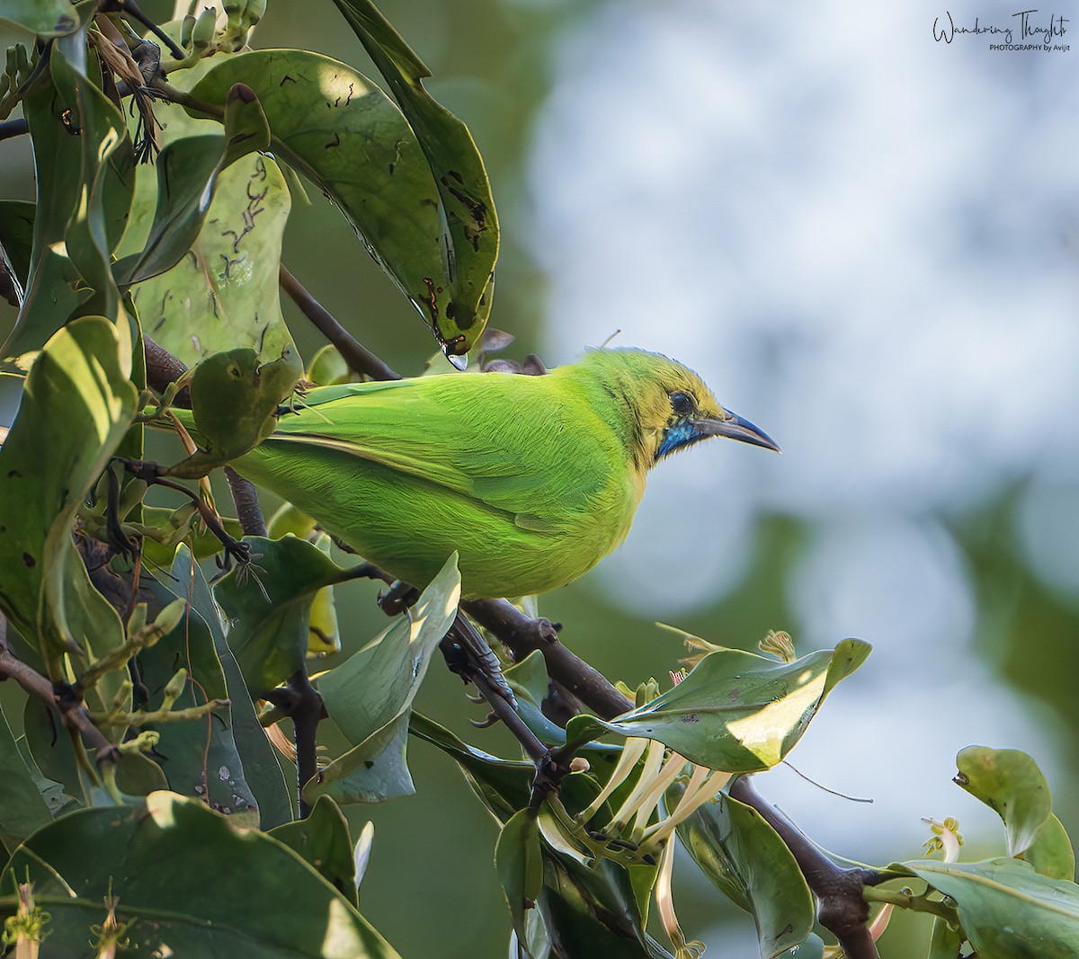 Jerdon's Leafbird - ML643218177