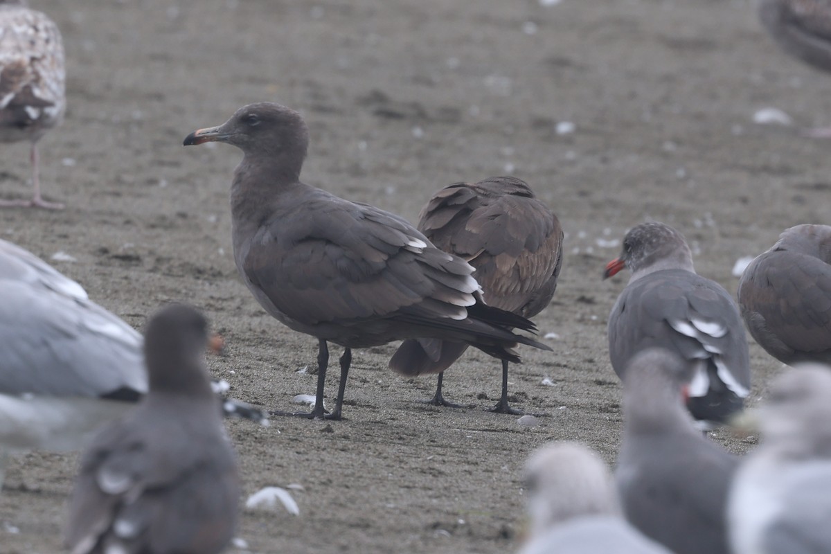 Heermann's Gull - ML643218243