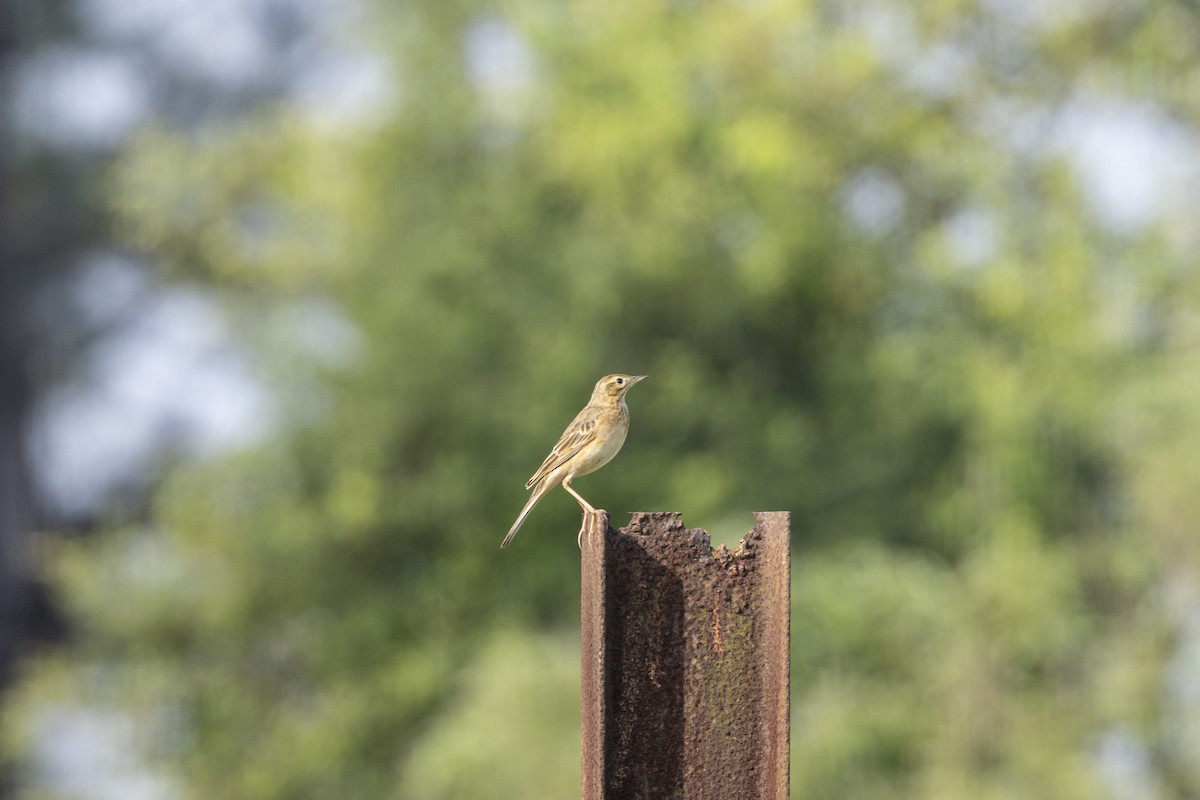 Richard's Pipit - ML643218247