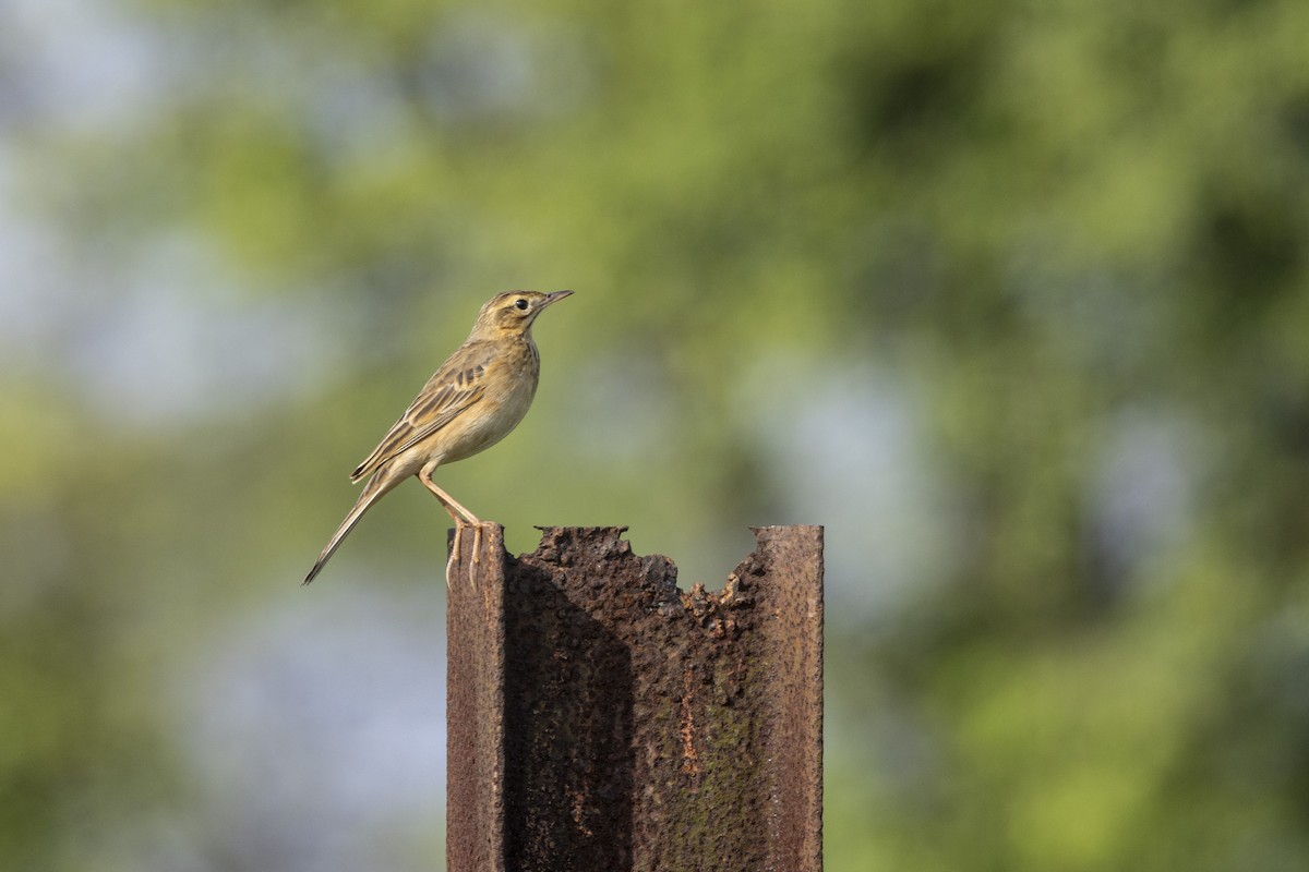 Richard's Pipit - ML643218252