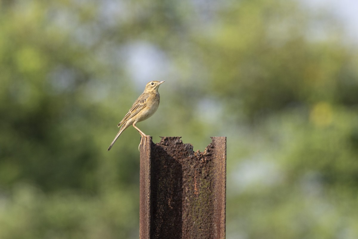 Richard's Pipit - ML643218253