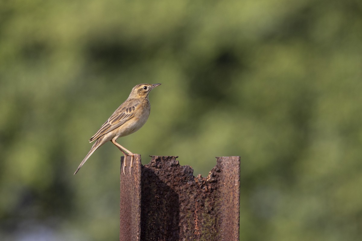 Richard's Pipit - ML643218254
