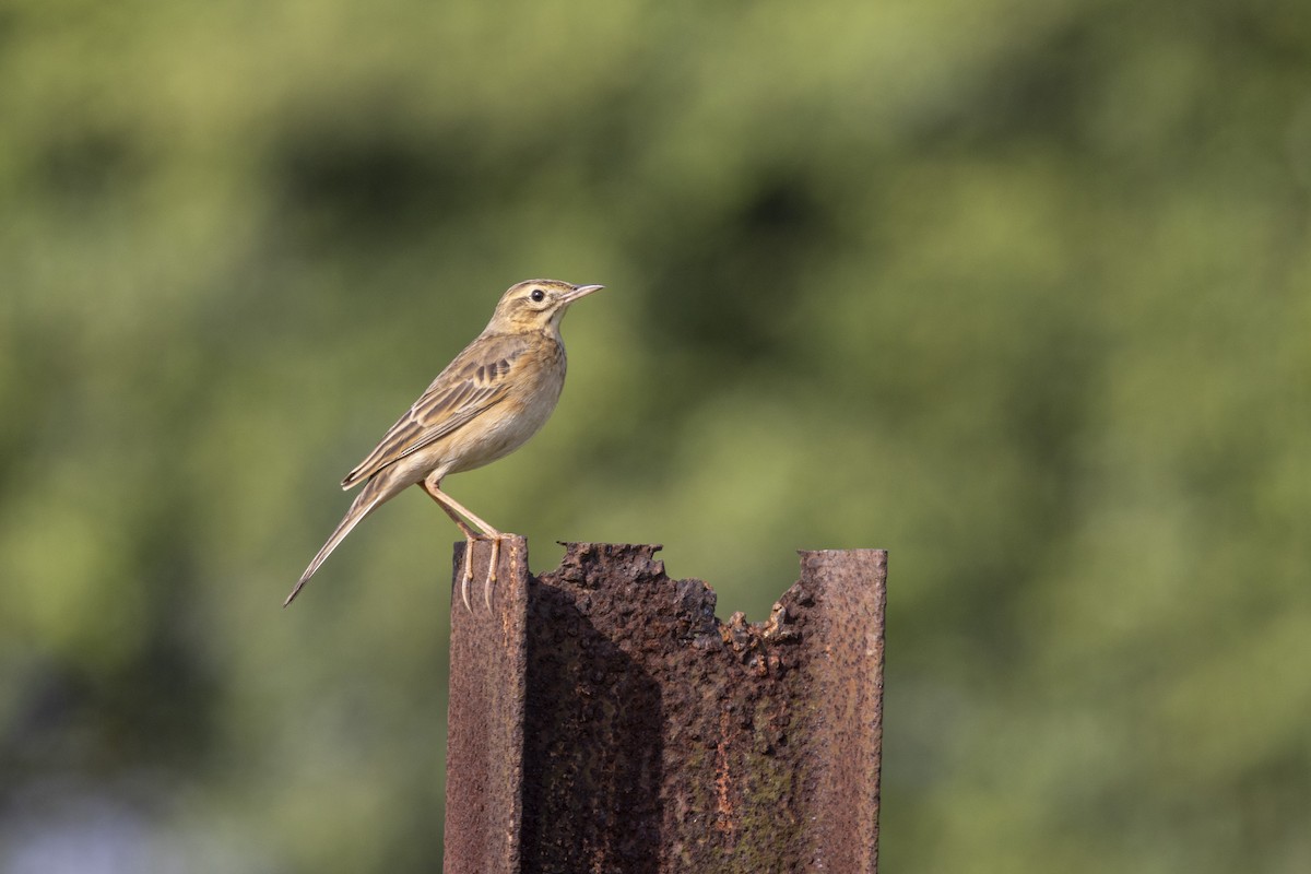 Richard's Pipit - ML643218255