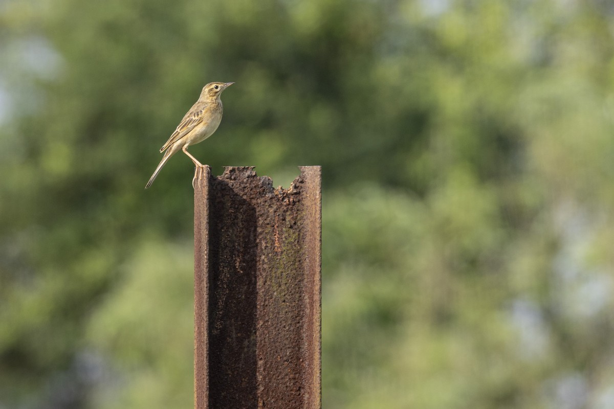 Richard's Pipit - ML643218256