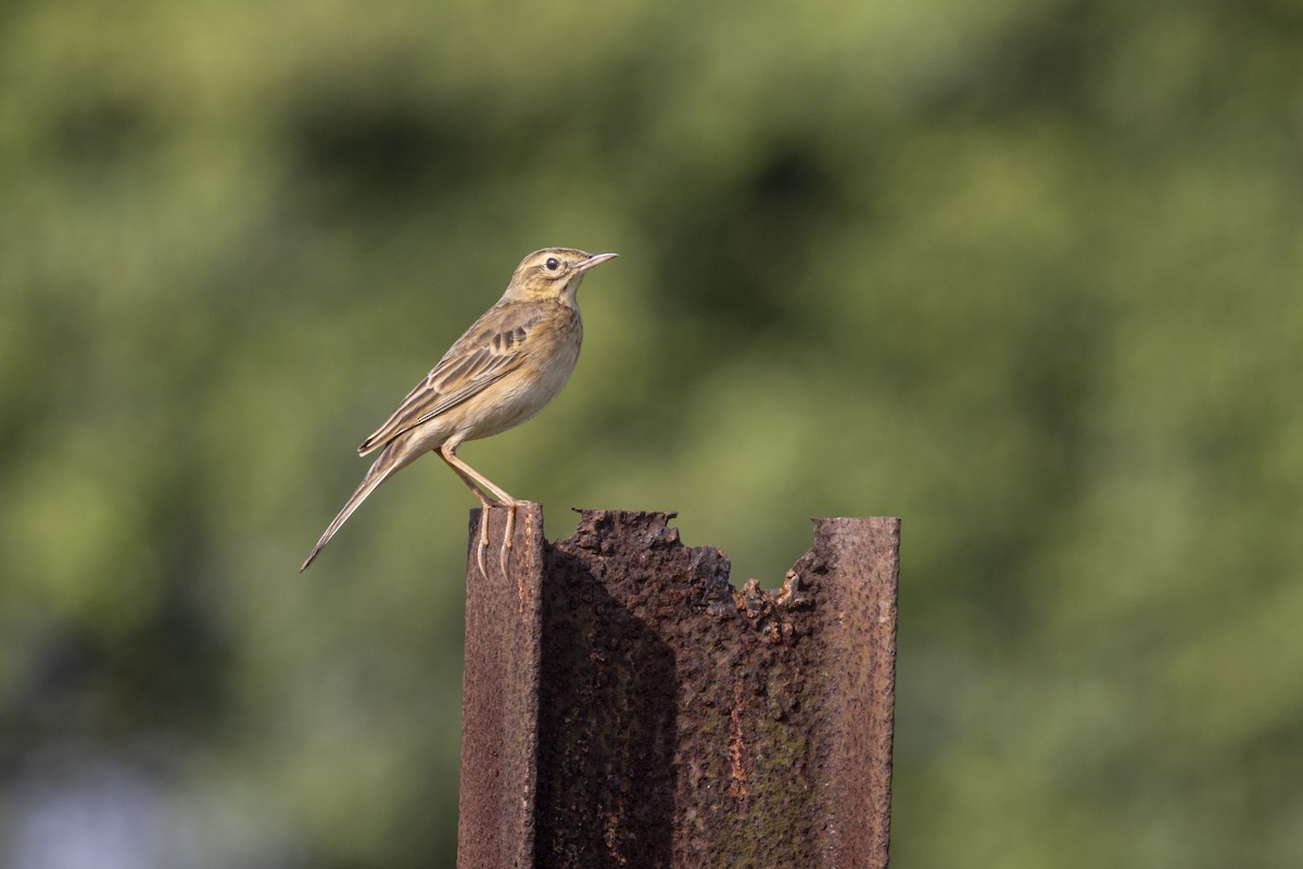 Richard's Pipit - ML643218257