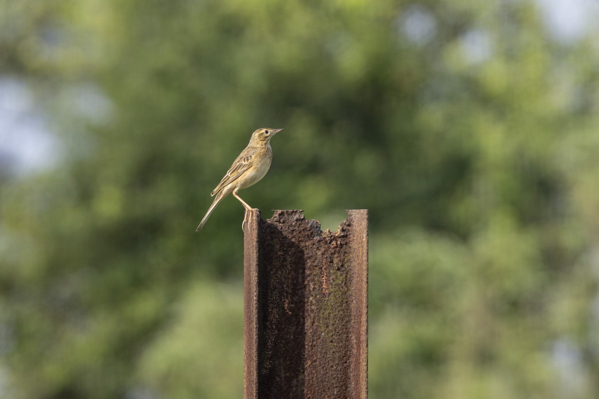 Richard's Pipit - ML643218258