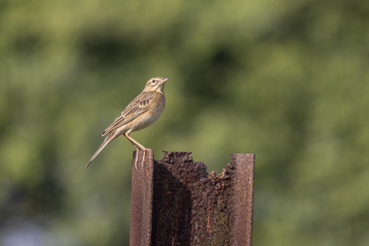 Richard's Pipit - ML643218259
