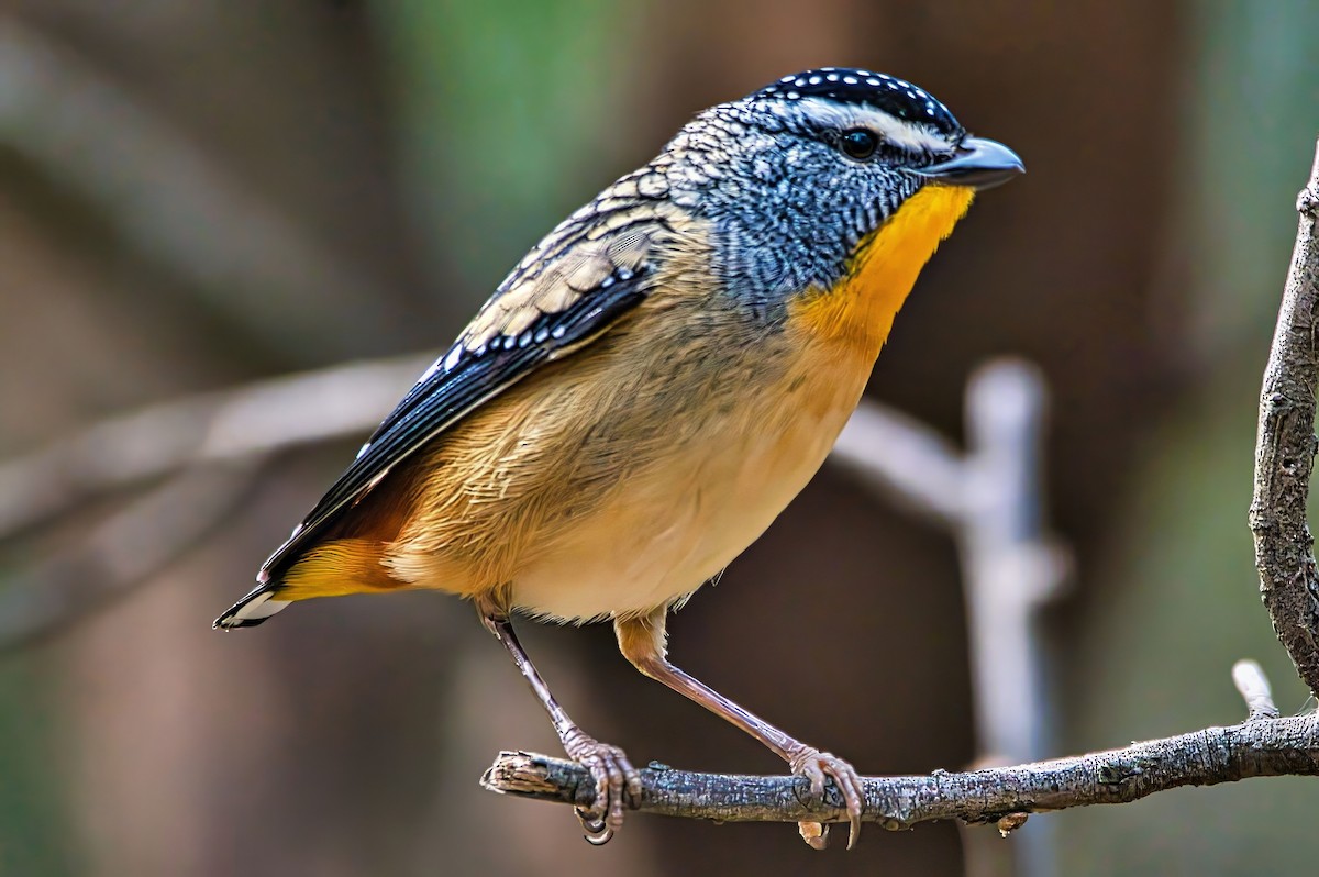 ホウセキドリ（punctatus） - ML643218261
