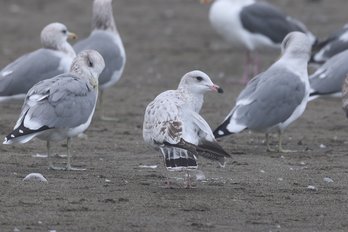 Ring-billed Gull - ML643218268