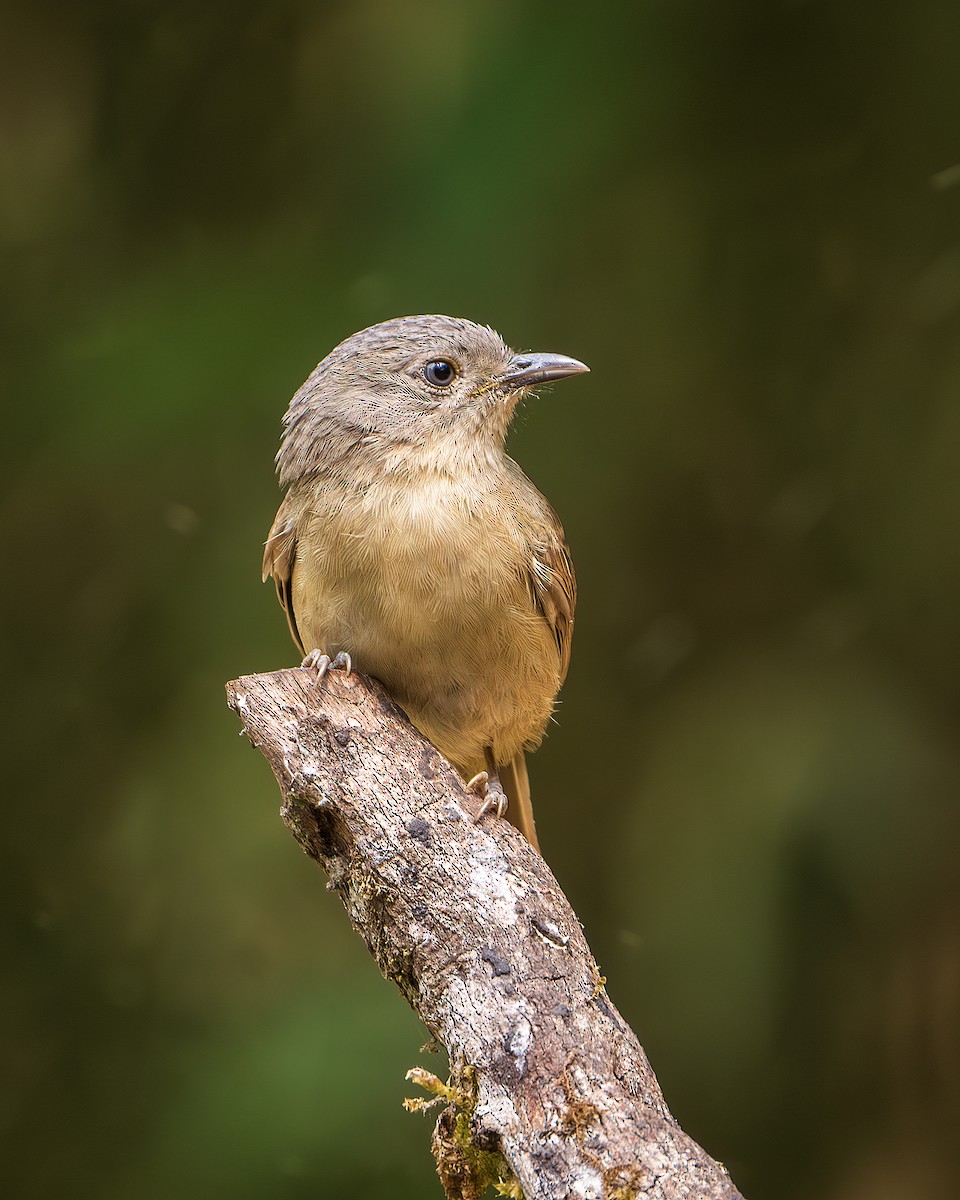 Brown-cheeked Fulvetta - ML643218311